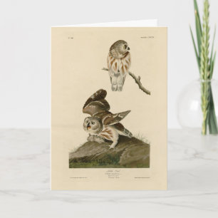 Die Vögel von Audubon in Amerika Karte