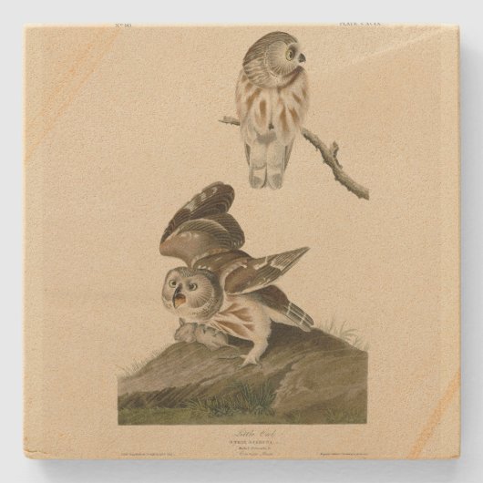 Die Vögel von Audubon in Amerika Steinuntersetzer (Vorderseite)