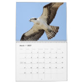 Die Vögel von Forsythe - Osprey Kalender (Mär 2027)
