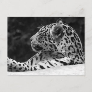 "Die Waking Leopard" Postkarte