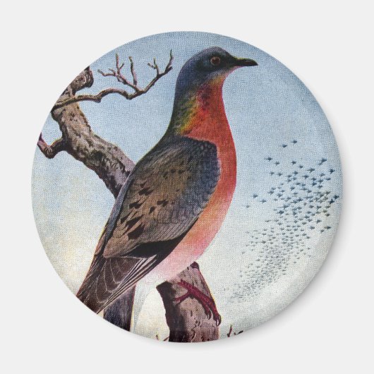 Die Wandertaube Magnet (Vorne)