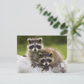 Die Waschbär-Paare Postkarte (Stehend Vorderseite)