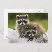 Die Waschbär-Paare Postkarte (Vorne/Hinten)