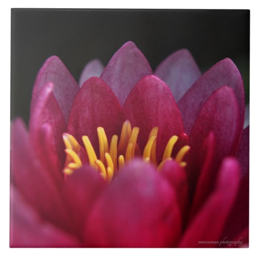 Die Wasserlilie Fliese (Vorderseite)