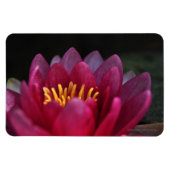 Die Wasserlilie Magnet (Horizontal)