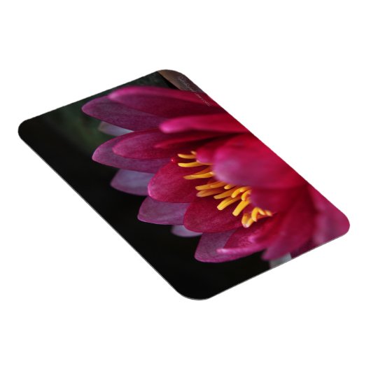 Die Wasserlilie Magnet (Rechte Seite)