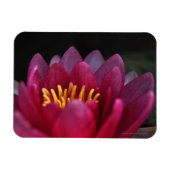 Die Wasserlilie Magnet (Horizontal)