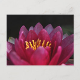 Die Wasserlilie Postkarte