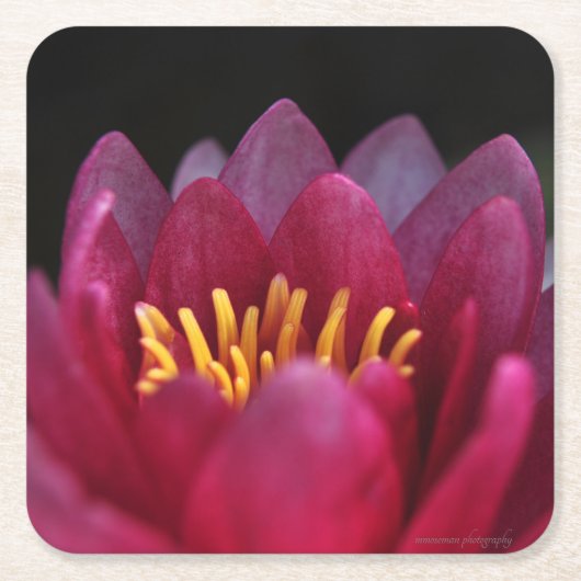 Die Wasserlilie Rechteckiger Pappuntersetzer (Vorderseite)