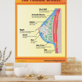 Die weibliche Brust Poster (Küche)