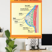 Die weibliche Brust Poster (Heimbüro)