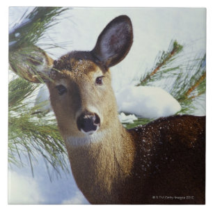 Die Weiß-angebundenen Rotwild (Odocoileus Fliese