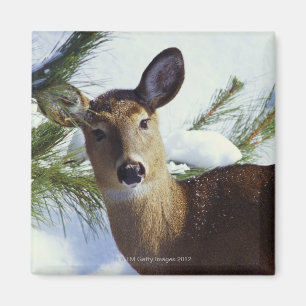 Die Weiß-angebundenen Rotwild (Odocoileus Magnet