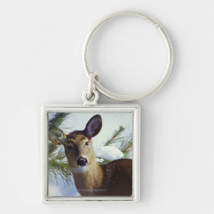 Die Weiß-angebundenen Rotwild (Odocoileus Schlüsselanhänger