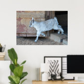 Die weiße Babyziege Verlasse den Stall Poster (Heimbüro)