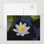 Die weiße Lotus-Karte Postkarte (Vorne/Hinten)