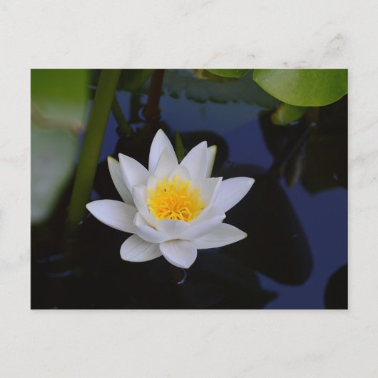 Die weiße Lotus-Karte Postkarte (Vorderseite)