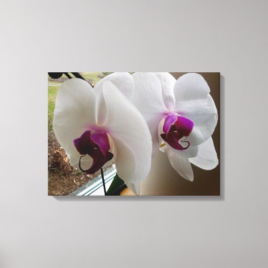 DIE WEISSE ORCHID-Leinwand Leinwanddruck (Vorderseite)
