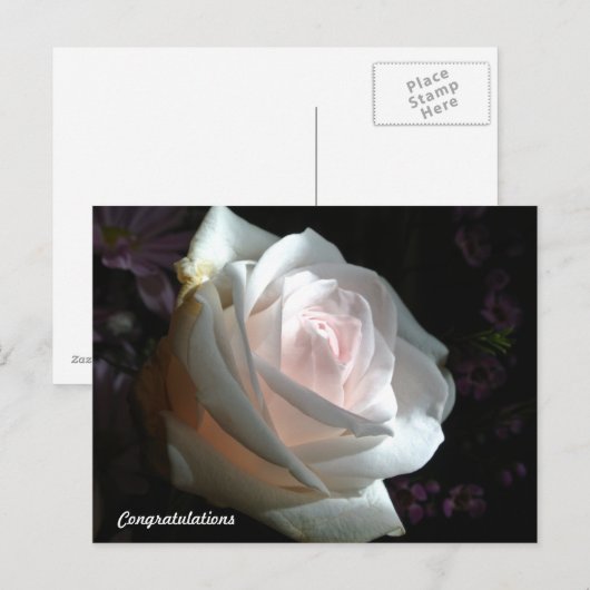 Die weiße Rose - Glückwünsche Postkarte (Vorne/Hinten)