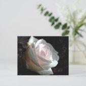 Die weiße Rose Postkarte (Stehend Vorderseite)