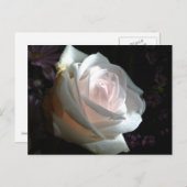 Die weiße Rose Postkarte (Vorne/Hinten)