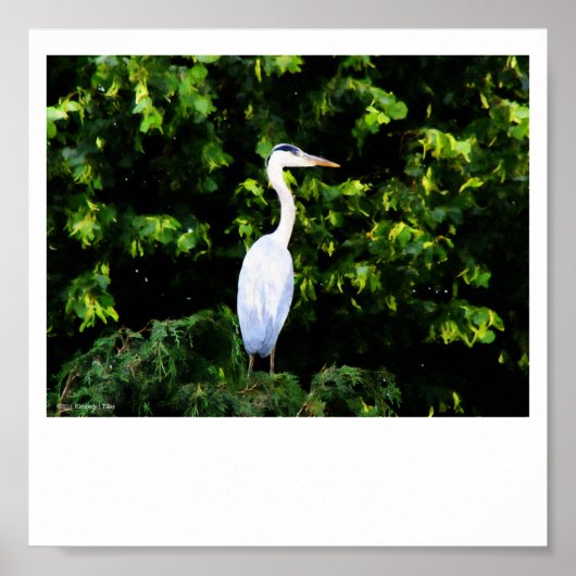 Die weiße Vogelpresse Poster (Vorne)