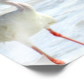 Die weißen Ibis am Strand Fotodruck (Ecke)