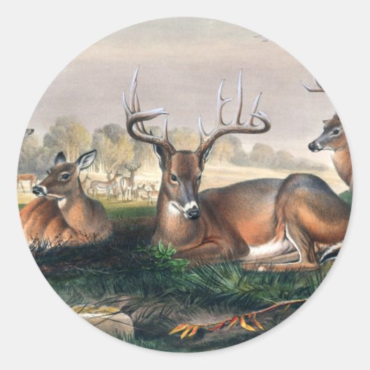 Die Weißen von Joseph Wolf Runder Aufkleber (Vorderseite)