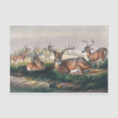 Die Weißen von Joseph Wolf Seidenpapier (Vorderseite)