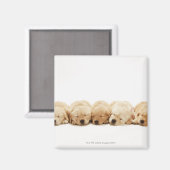 Die Welpen des Goldenen Retriever Magnet (Vorderseite/Rückseite)
