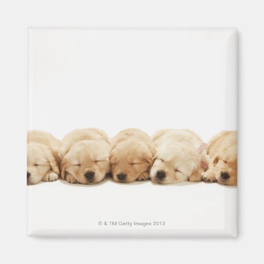 Die Welpen des Goldenen Retriever Magnet (Vorne)