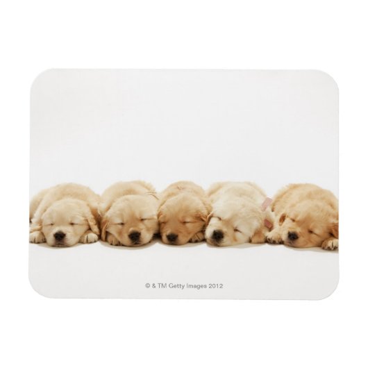 Die Welpen des Goldenen Retriever Magnet (Horizontal)