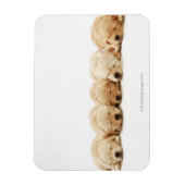 Die Welpen des Goldenen Retriever Magnet (Vertikal)