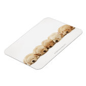 Die Welpen des Goldenen Retriever Magnet (Linke Seite)