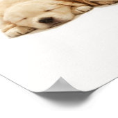 Die Welpen des Goldenen Retriever Poster (Ecke)