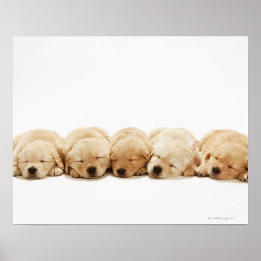 Die Welpen des Goldenen Retriever Poster (Vorne)