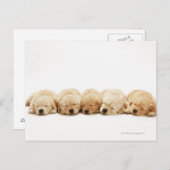 Die Welpen des Goldenen Retriever Postkarte (Vorne/Hinten)