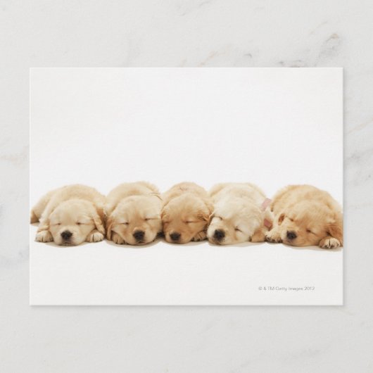 Die Welpen des Goldenen Retriever Postkarte (Vorderseite)