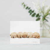 Die Welpen des Goldenen Retriever Postkarte (Stehend Vorderseite)