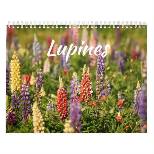 Die Welt der Lupinen Kalender (Titelbild)