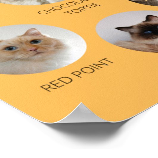 Die Welt von Ragdoll, druckbar A3 oder kleiner Poster (Ecke)