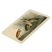 Die wenigsten Bittern von Audubons Vögeln in Ameri Magnet (Linke Seite)