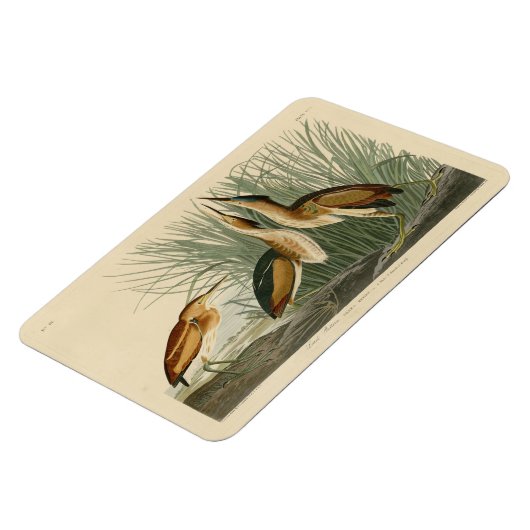 Die wenigsten Bittern von Audubons Vögeln in Ameri Magnet (Linke Seite)