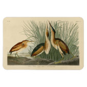 Die wenigsten Bittern von Audubons Vögeln in Ameri Magnet (Horizontal)