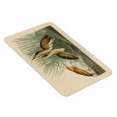 Die wenigsten Bittern von Audubons Vögeln in Ameri Magnet (Rechte Seite)