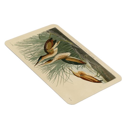 Die wenigsten Bittern von Audubons Vögeln in Ameri Magnet (Rechte Seite)