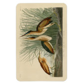 Die wenigsten Bittern von Audubons Vögeln in Ameri Magnet (Vertikal)