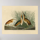 Die wenigsten Bittern von Audubons Vögeln in Ameri Poster (Vorne)