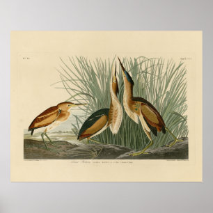 Die wenigsten Bittern von Audubons Vögeln in Ameri Poster