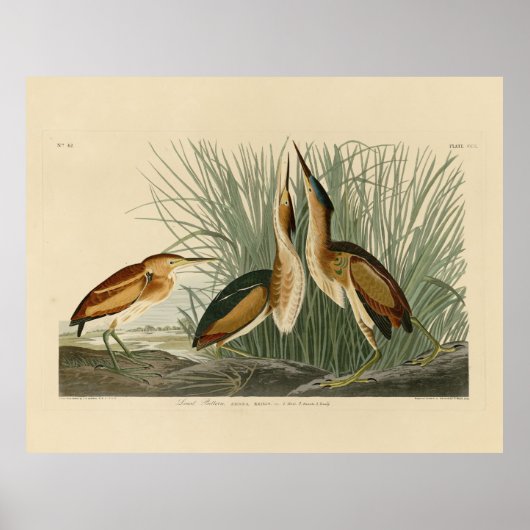 Die wenigsten Bittern von Audubons Vögeln in Ameri Poster (Vorne)